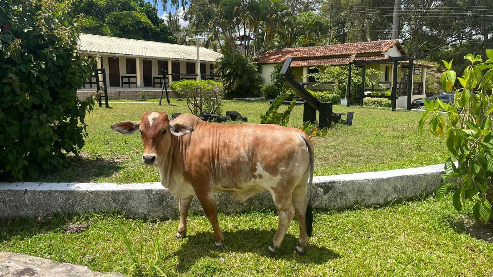 Hotel Fazenda Ceu Aberto Gravatá Dış mekan fotoğraf