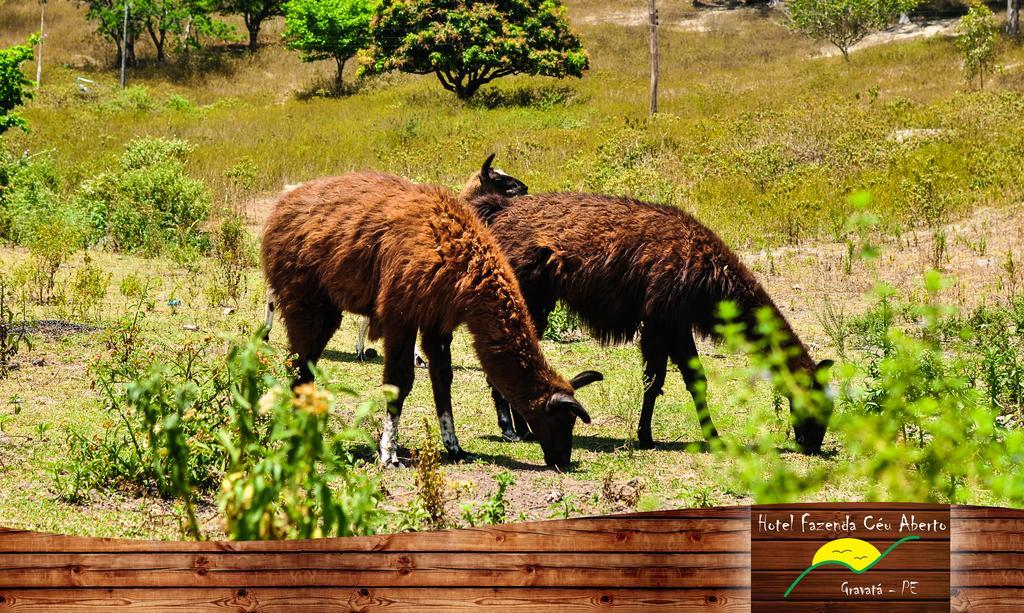 Hotel Fazenda Ceu Aberto Gravatá Dış mekan fotoğraf